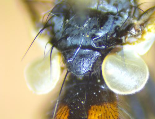 Cylindromyia sp.